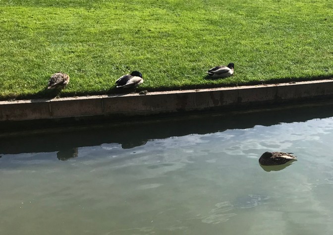 Sleeping Ducks