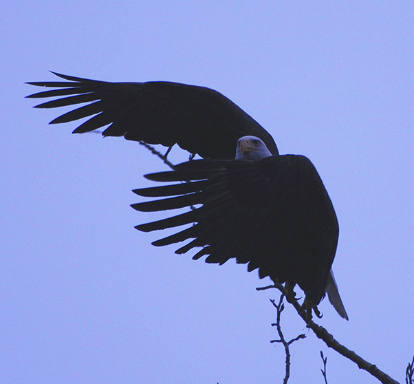 Eagle Taking Flight 150