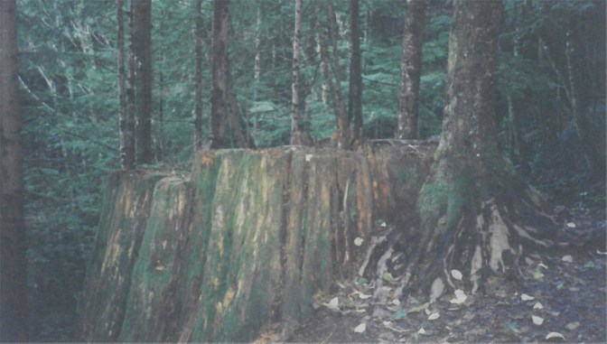 Old Stump Reborn 150